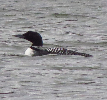 Common Loon SM Park 3_27_2014